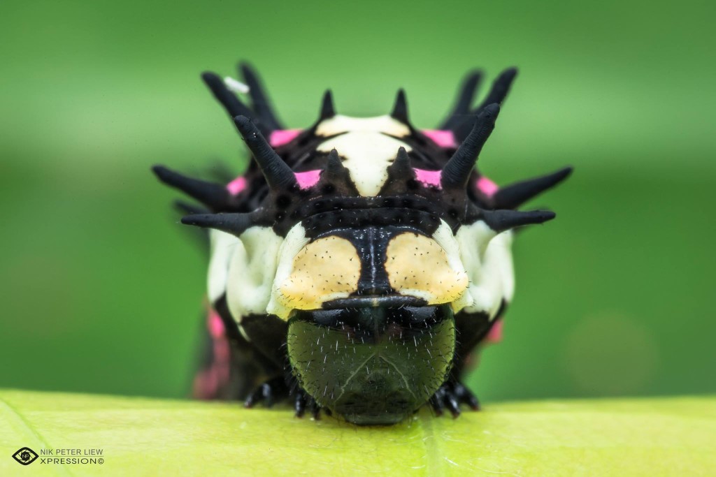 Macro Photography in Penang: A Journey into the World of Insects
