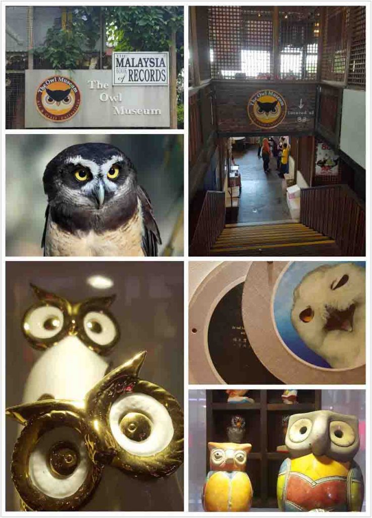 Penang Owl Museum Bukit Bendera Free Entry For Kids Penang Owl Museum Bukit Bendera Free Entry For Kids